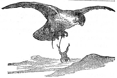 The Frog, being still fastened to the leg of the Mouse, was also carried off a prisoner, and was eaten by the Hawk.