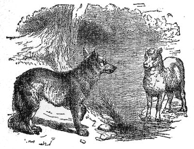 lamb wolf